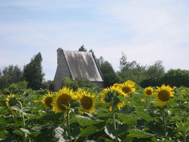 Domaine De La Chapelle - Ch D'Hote Faverolles-sur-Cher Exterior foto